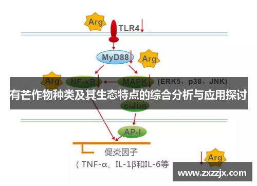 有芒作物种类及其生态特点的综合分析与应用探讨